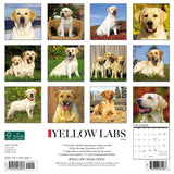 Just Yellow Labs 2024 12" x 12" Wall Calendar