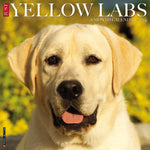 Just Yellow Labs 2024 12" x 12" Wall Calendar