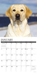 Just Yellow Labs 2024 12" x 12" Wall Calendar