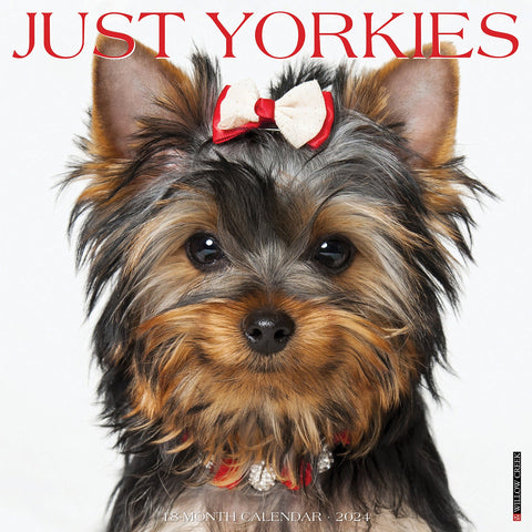 Just Yorkies 2024 12" x 12" Wall Calendar