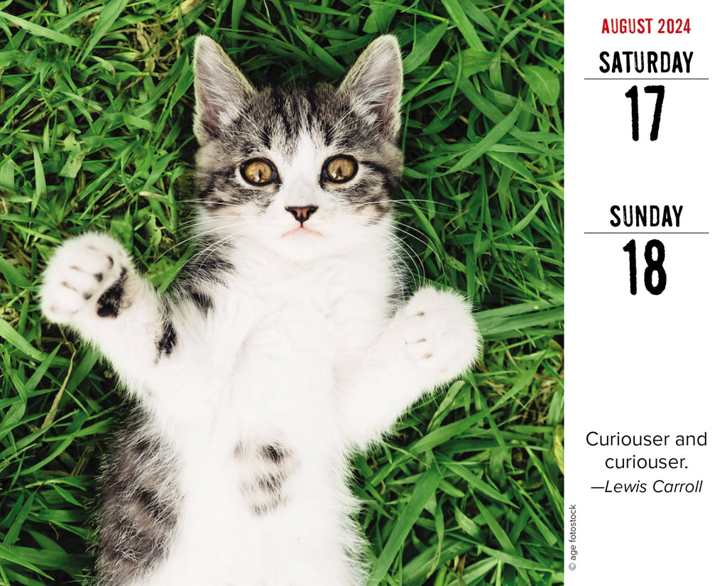 Bad Kitties 2024 Box Calendar Willow Creek Press