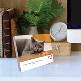 Bad Kitties 2024 6.2" x 5.4" Box Calendar