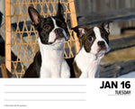 Boston Terriers 2024 6.2" x 5.4" Box Calendar