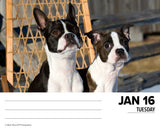 Boston Terriers 2024 6.2" x 5.4" Box Calendar