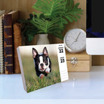 Boston Terriers 2024 6.2" x 5.4" Box Calendar
