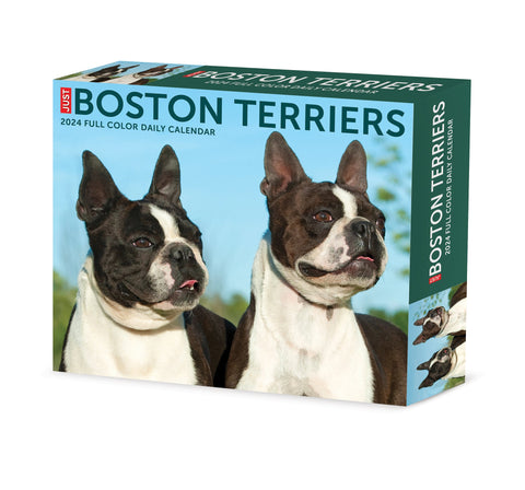 Boston Terriers 2024 6.2" x 5.4" Box Calendar