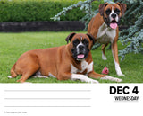 Boxers 2024 6.2" x 5.4" Box Calendar