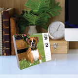 Boxers 2024 6.2" x 5.4" Box Calendar