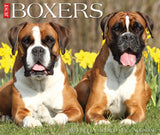 Boxers 2024 6.2" x 5.4" Box Calendar