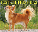 Chihuahuas 2024 6.2" x 5.4" Box Calendar