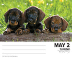 Dachshunds 2024 6.2" x 5.4" Box Calendar