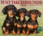 Dachshunds 2024 6.2" x 5.4" Box Calendar