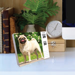 Pugs 2024 6.2" x 5.4" Box Calendar