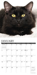 Just Black Cats 2024 7" x 7" Mini Wall Calendar