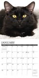 Just Black Cats 2024 7" x 7" Mini Wall Calendar