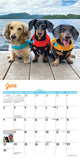 Crusoe the Celebrity Dachshund 2024 7" x 7" Mini Wall Calendar