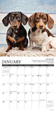 Dachshund Rules 2024 7" x 7" Mini Wall Calendar