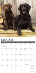 Just Labs 2024 7" x 7" Mini Wall Calendar