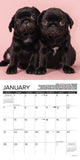 Pug Mugs 2024 7" x 7" Mini Wall Calendar