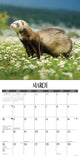 Ferrets 2024 12" x 12" Wall Calendar