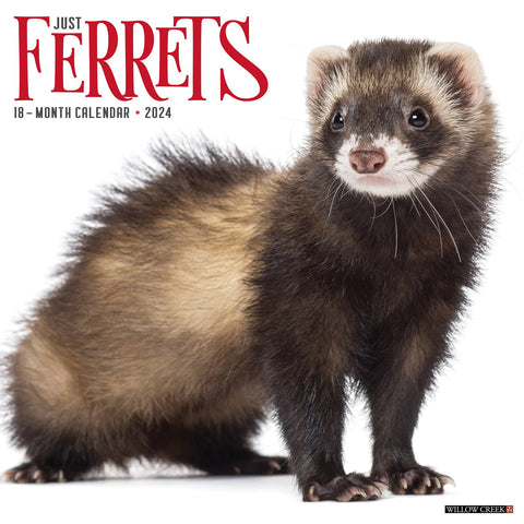 Ferrets 2024 12" x 12" Wall Calendar