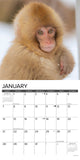 Monkey Business 2024 12" x 12" Wall Calendar