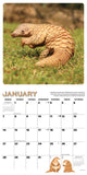 Pangolins (Save the) 2024 12" x 12" Wall Calendar