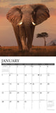 Wildlife 2024 12" x 12" Wall Calendar