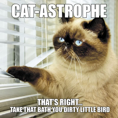 Cat-Astrophe Book